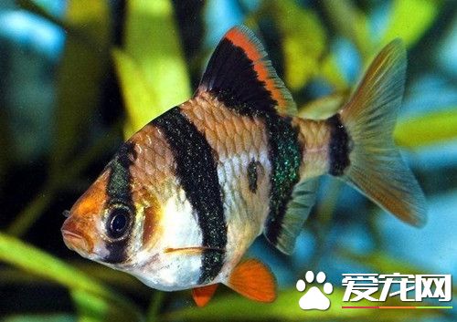 虎皮鱼繁殖前准备和要求