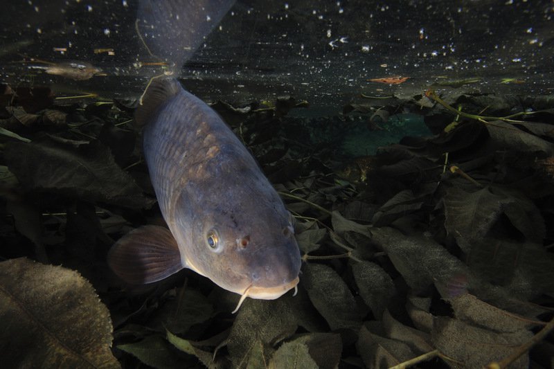 好用的薯香自制饵,夏钓鲤鱼有奇效,附送丁香药