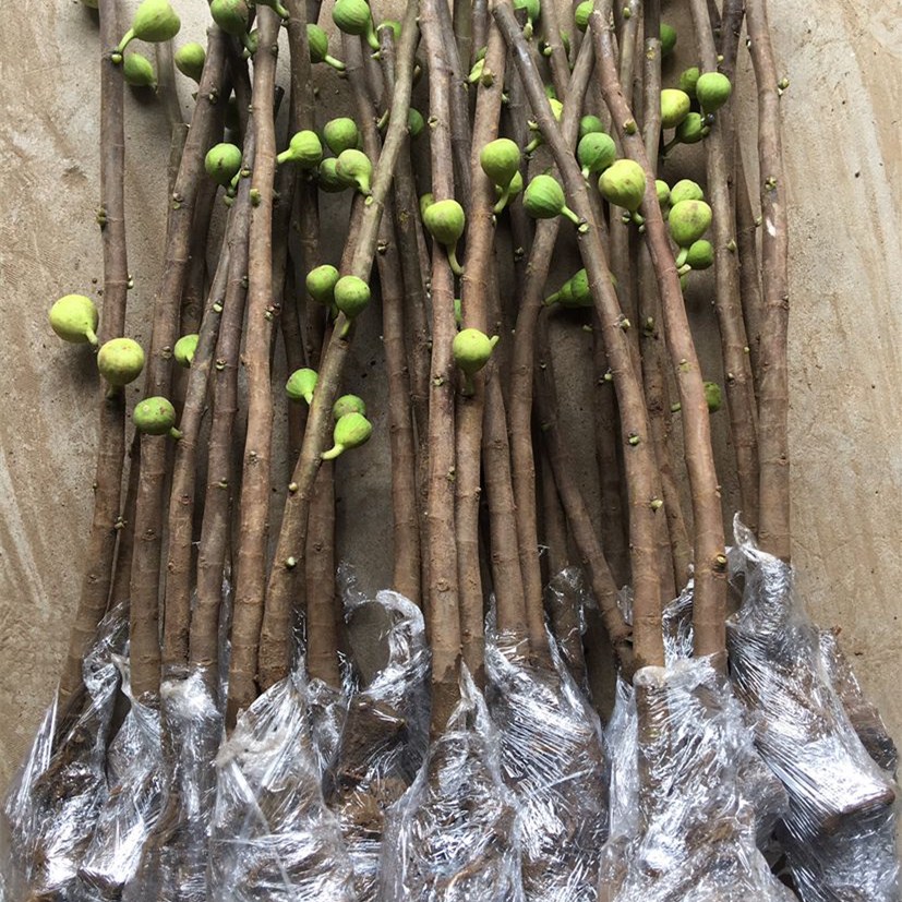 懂生活的都在阳台种果树,家中种上几棵,不愁水