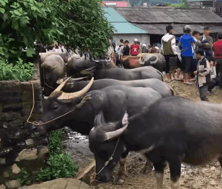 中国游客到越南,实拍大山农村水牛市场,一头牛