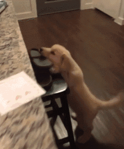 怎么比起我,我家的狗子更爱我的鞋呢?