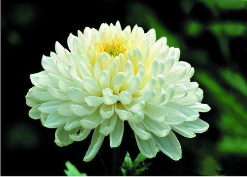 中国公认的四大名花, 河南洛阳的牡丹, 浙江杭州的菊花