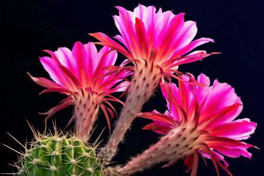 人中楷模的3大生肖,今年福气厚,要么有钱,要么