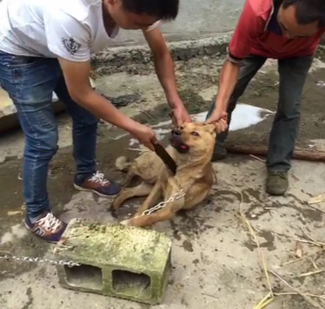 两男子霍霍磨刀杀狗,过程残忍令人发指,一句话