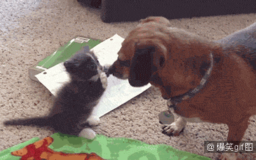 360_225gif 动态图 动图