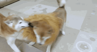 萌宠搞笑gif图片,希望大家能够喜欢|对熊|gif图片|汪