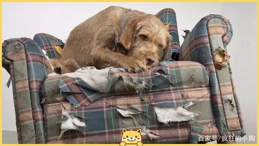 主人回家看到狗子一脸无辜，再一看价值上万的真皮沙发惨不忍睹狗狗主人沙发_新浪新闻