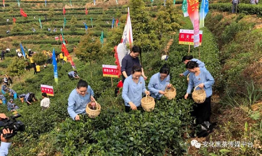 2018中国湖南安化黑茶开园节隆重举行