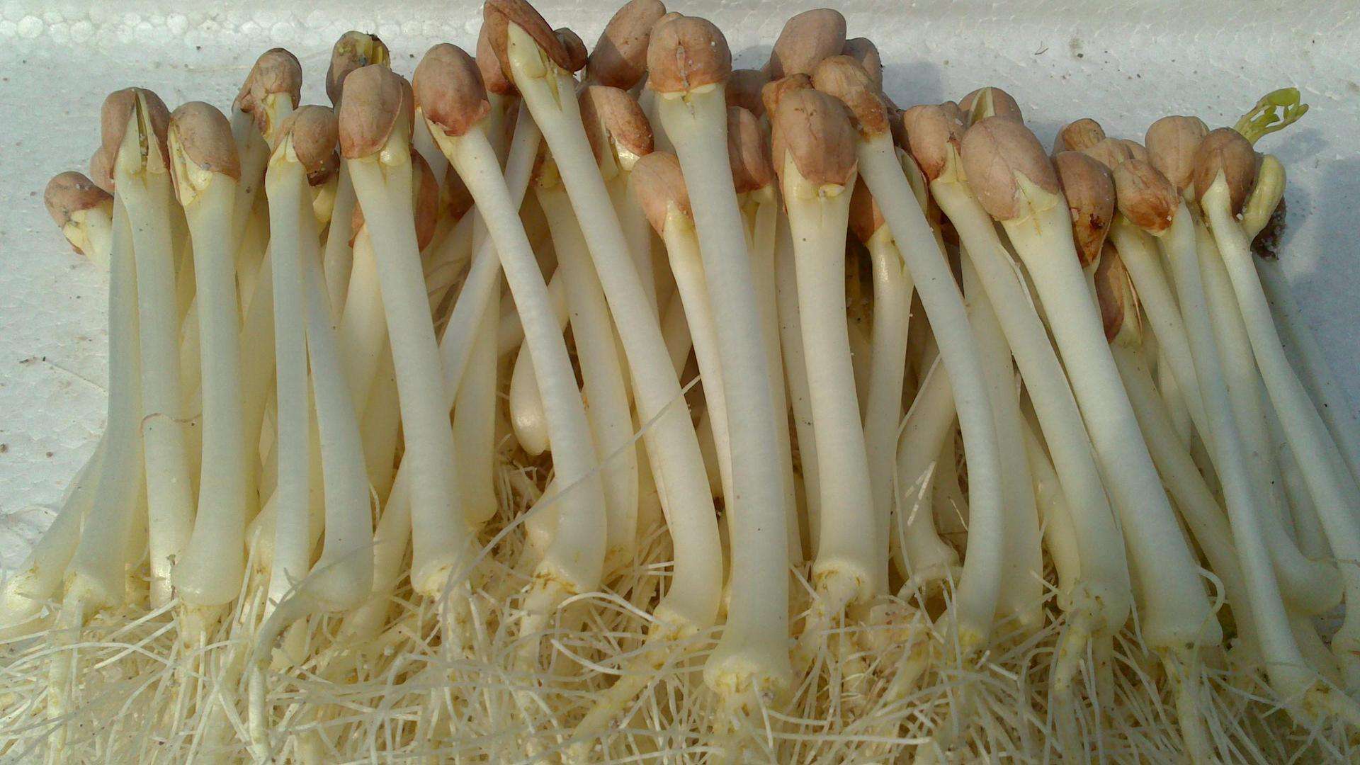 花生芽到底能不能吃?好多人被误导,三点好处,