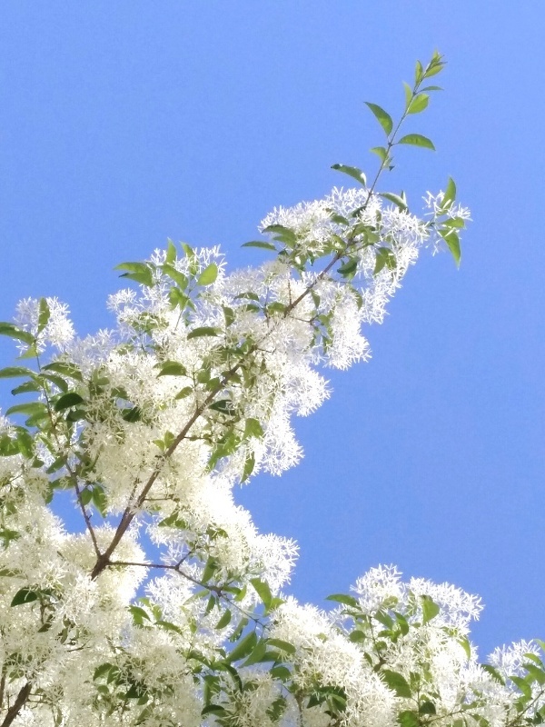 六月雪(流苏花)