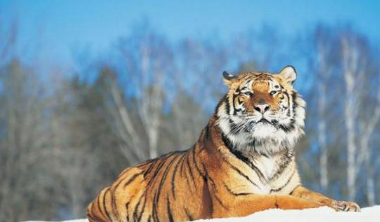 农村俗语:虎到中堂,家败人亡,什么意思有道理