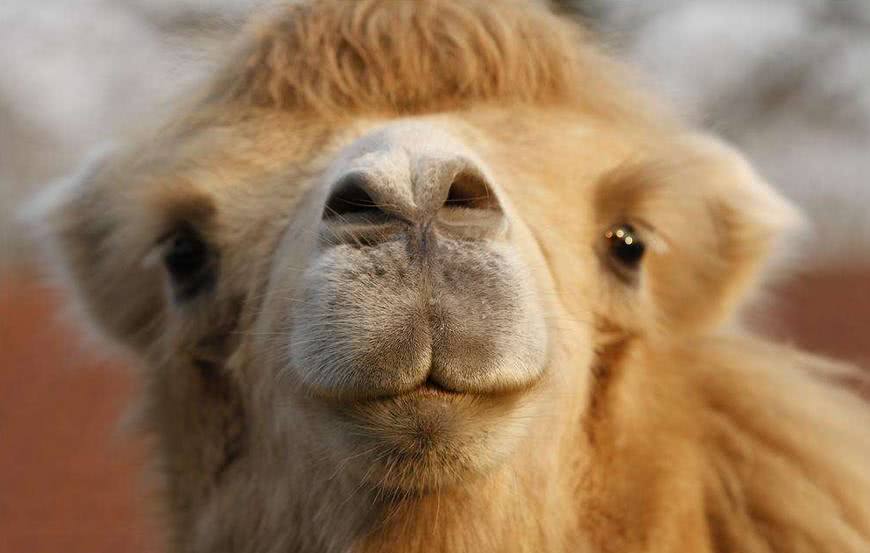 世界上唯一敢吃仙人掌的动物,光看着都痛!