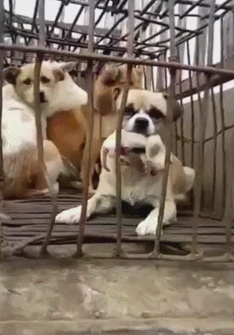 屠宰场里狗妈妈，用嘴含住小狗身体，说可保护小狗！