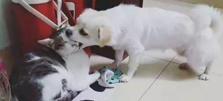 猫咪欺负狗子,狗子正想反击却发现主人在拍照,于是乎.