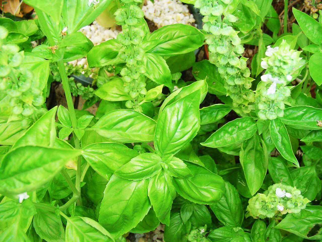 农村一种芳香植物,人称"金不换",能吃能入药,还能做牙膏