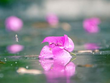 十首描写飞花的古诗词,古人有才华,回文写飞花