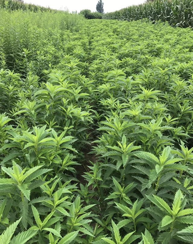 野菜珍品地参--与冬虫夏草同功效