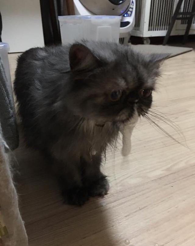 看见猫咪口吐白沫把网友吓得不轻,知道真相后