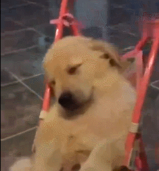 我们都知道奶奶带孩子都非常的好,能带的白白胖胖的,别提有多好了