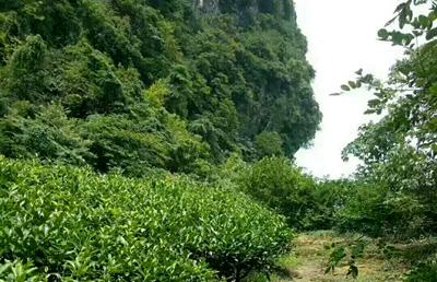 精准扶贫之产业扶贫实施过程中存在的问题及可