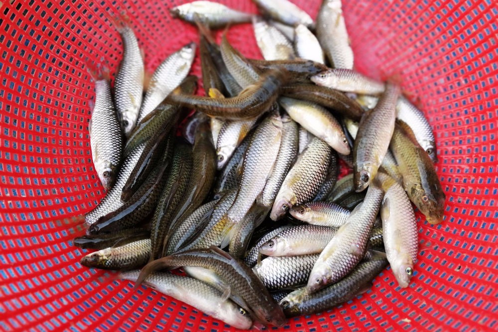 麦穗鱼热卖 摊贩干脆以卖麦穗鱼为主 周末顾客