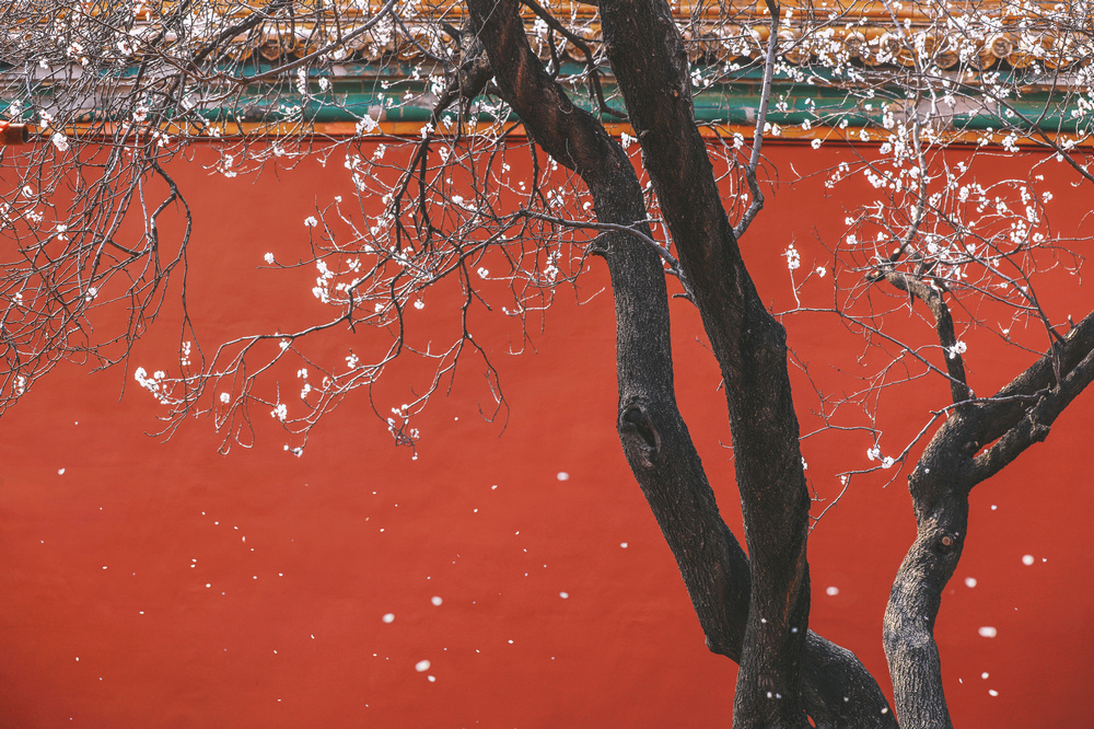 白龙冠天,一路繁花送。