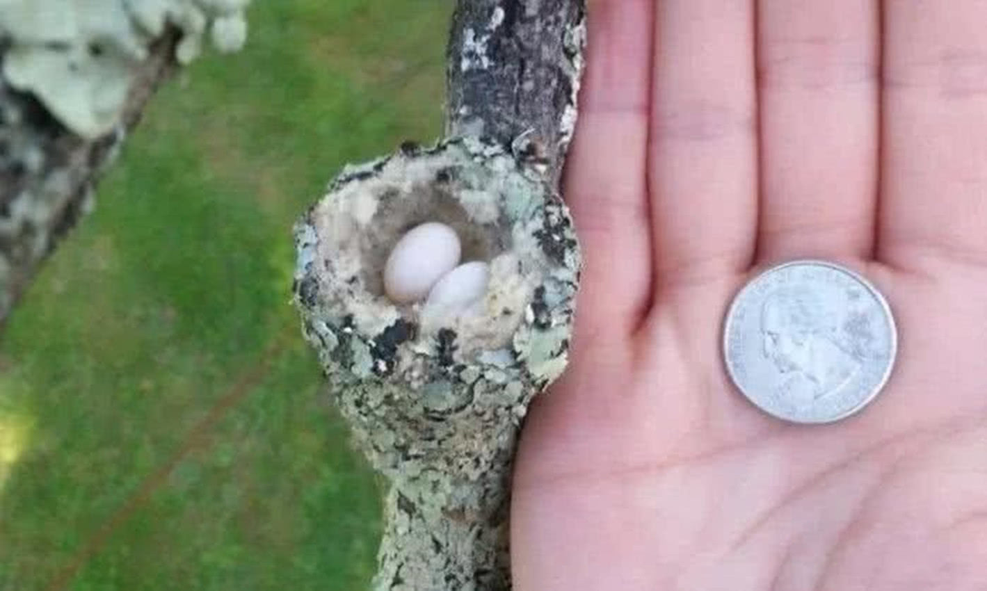 世界上最小的鸟，和蜜蜂体型相差不大，它的窝和硬币一样大