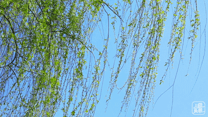 垂柳 柳树 树 430_242 gif 动态图 动图