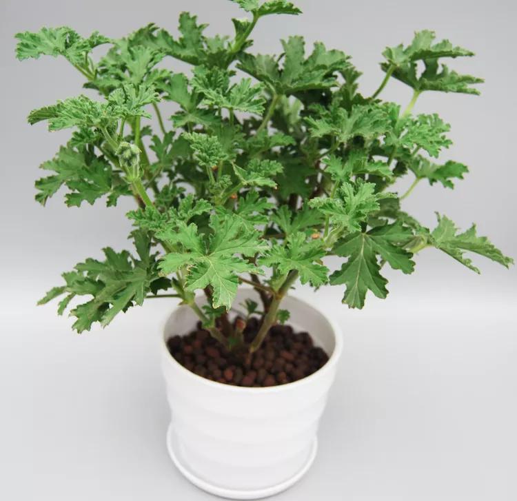 别再养些没用的盆栽,客厅放这号称养不死的盆