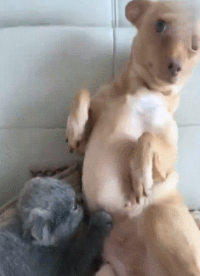 我们都知道奶奶带孩子都非常的好,能带的白白胖胖的,别提有多好了