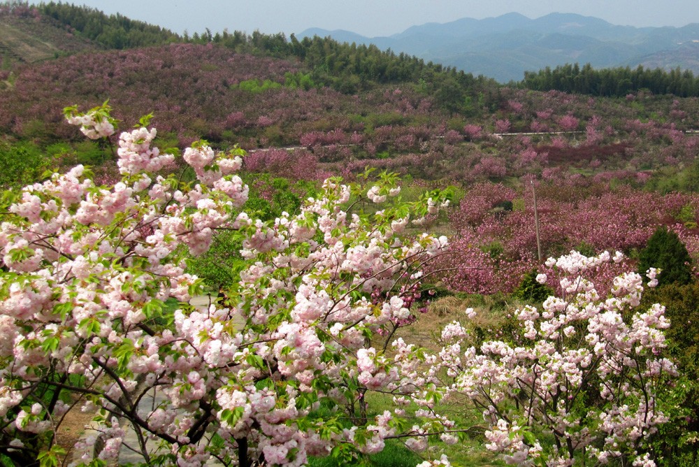 宁波赏樱地之十二:杖锡樱花园,樱花之恋