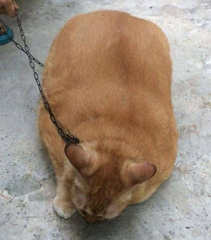橘猫长到50斤,走在路上吓哭路人,主人无奈用铁