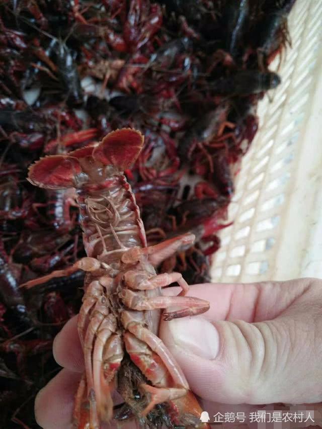 养殖小龙虾一亩地投资多少钱,利润多高?