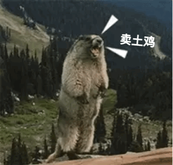 除了人类有信仰动物也有,成群土拨鼠膜拜太阳?不可思议