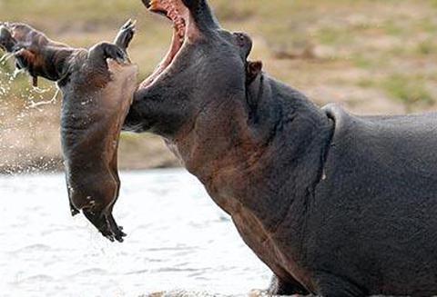 动物世界的王者令人佩服动物,搞笑,猫咪,大象,河马,羊照