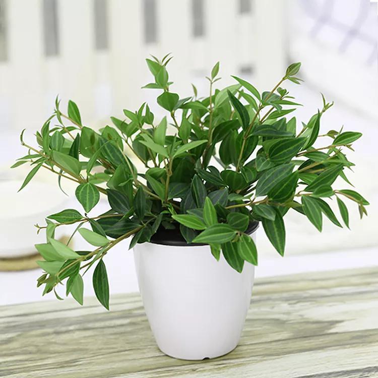 别再养些没用的盆栽,客厅放这号称养不死的盆