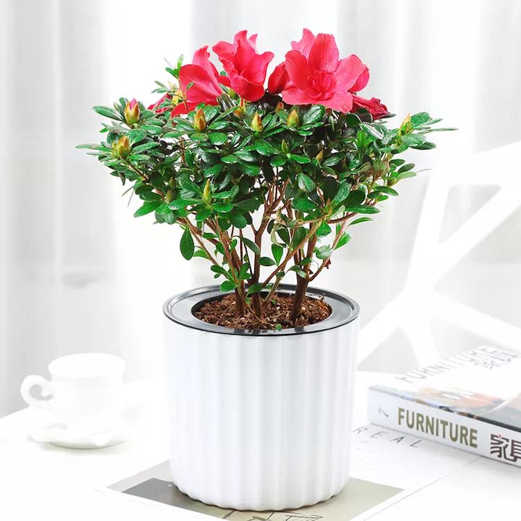 别再养些没用的盆栽,客厅放这号称养不死的盆