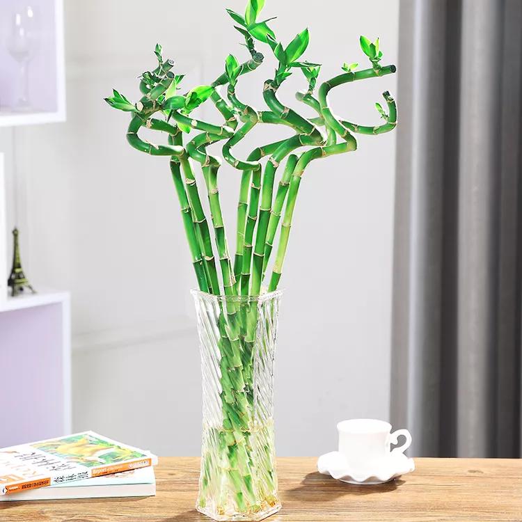 别再养些没用的盆栽,客厅放这号称养不死的盆