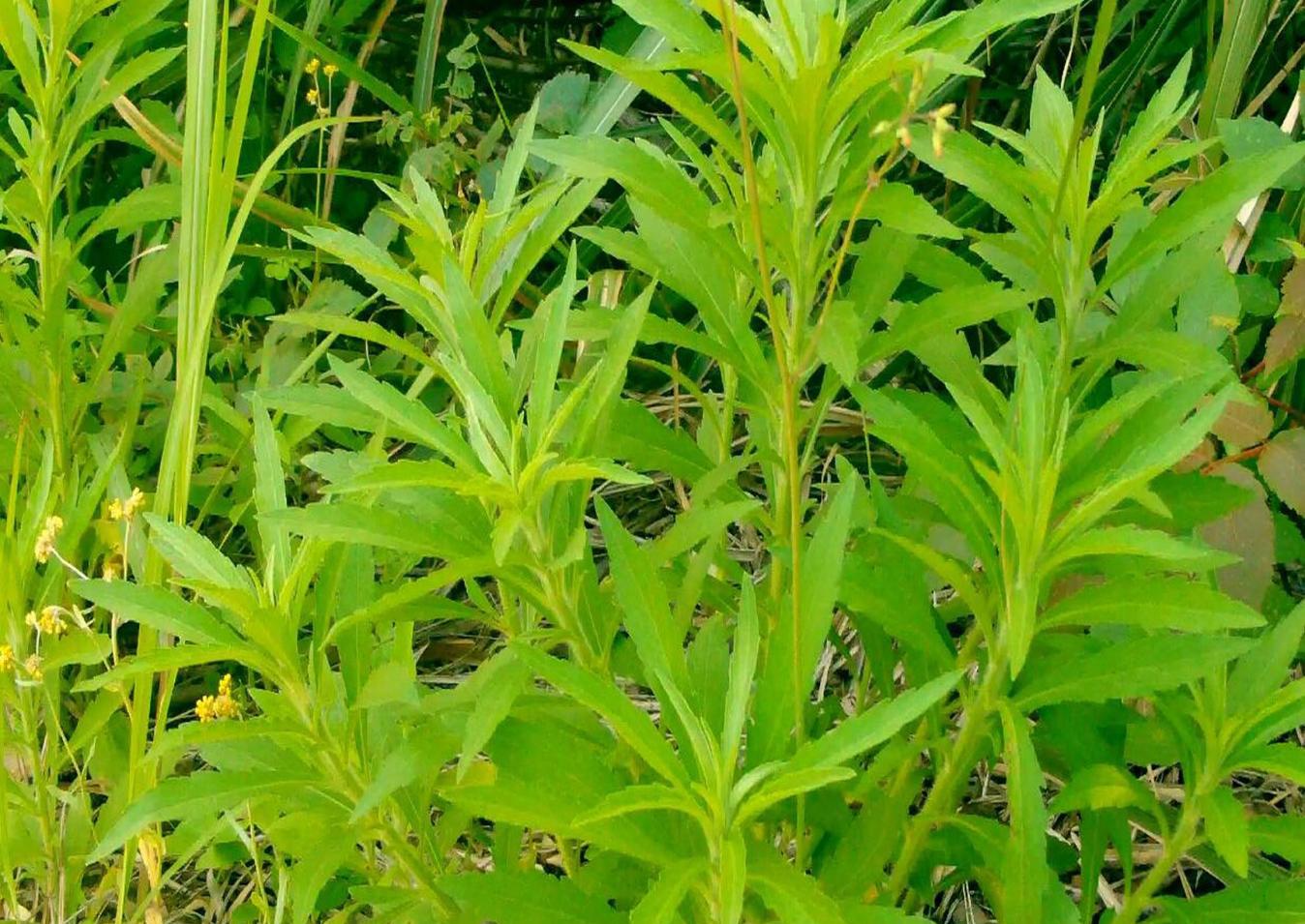 根据《全国中草药汇编》记载:农村的这竹叶艾入药治疗牛皮癣的方法:取