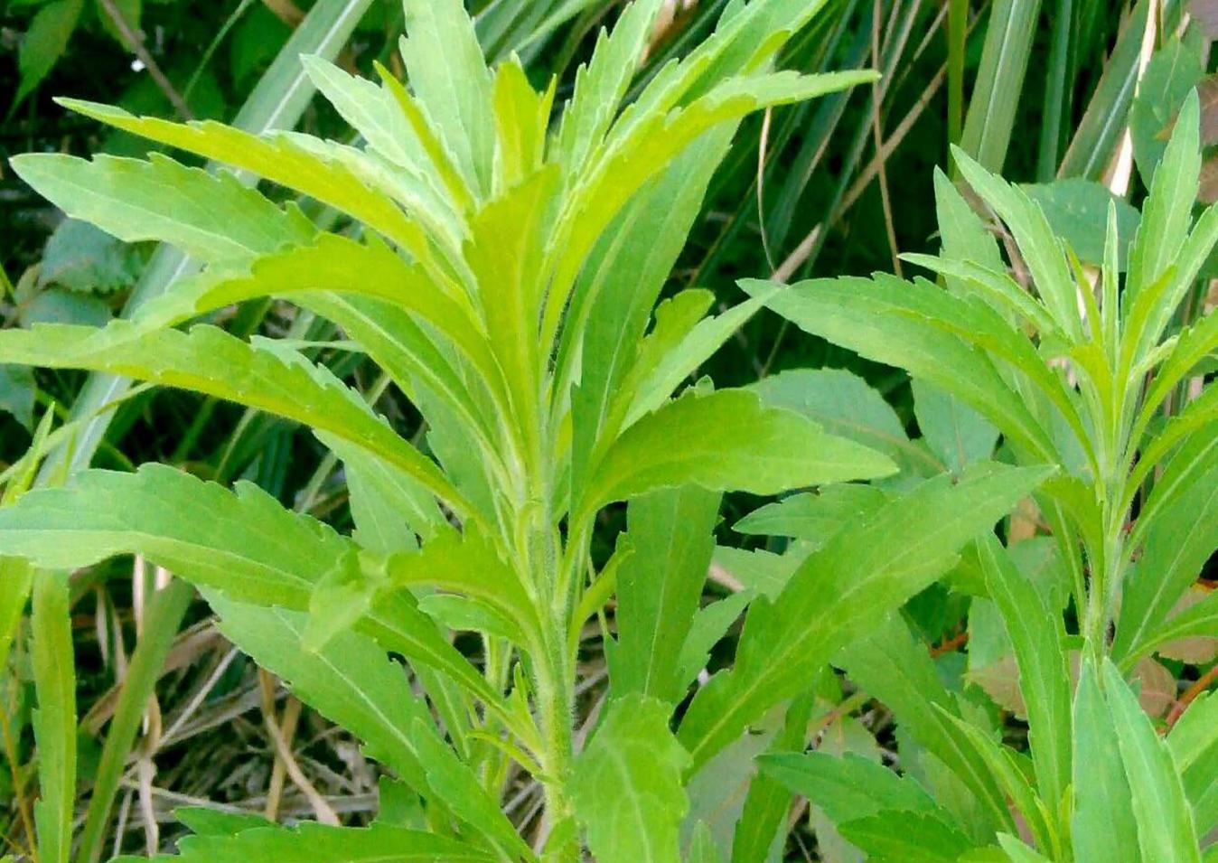 农村偏方! 路边很臭的野菜, 治牛皮癣断根!