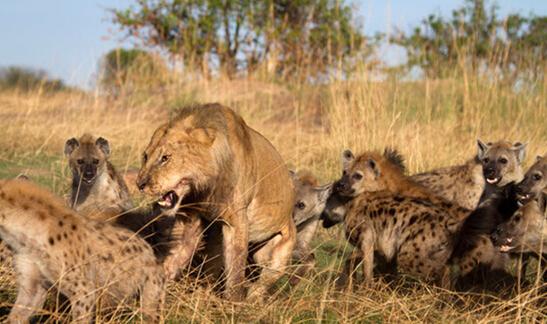 嚣张鬣狗群抢夺母狮食物, 雄狮霸气上场一招致