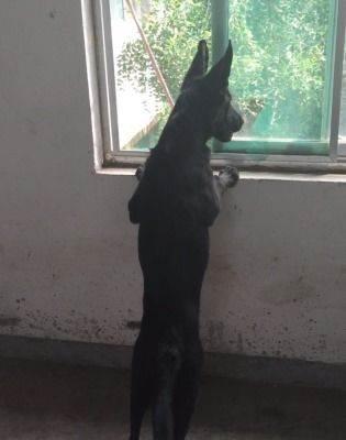 你是否知道纯种黑狼犬标准是什么
