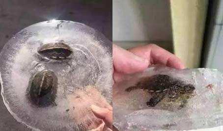 奇趣搞笑图片，被冰冻住的傻缺动物，最后一张简直就是世界末日