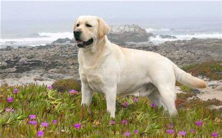 怎样挑选纯种拉布拉多犬