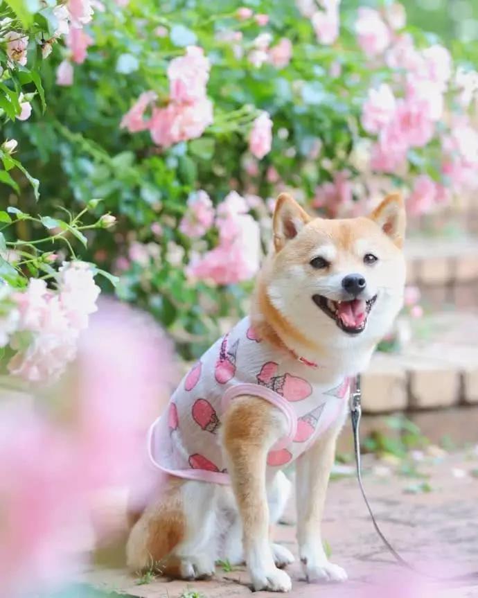 一组爱笑柴犬表情包头像合集