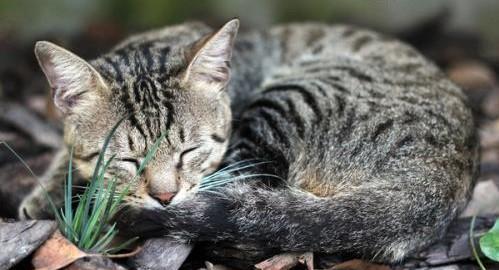 猫咪不信任主人的表现居然是蜷缩睡觉!