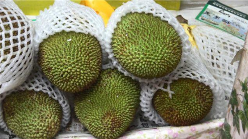 榴莲和菠萝蜜杂交出来的水果?看起来是菠萝蜜