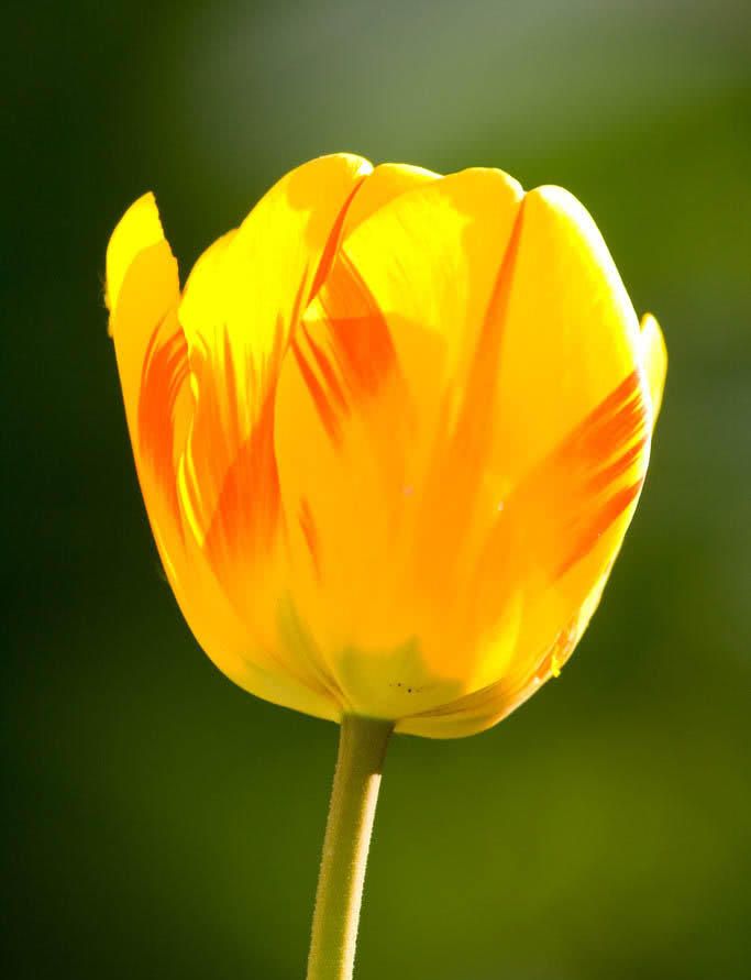 荷兰富豪送女儿到中国留学,一下飞机就感叹,这