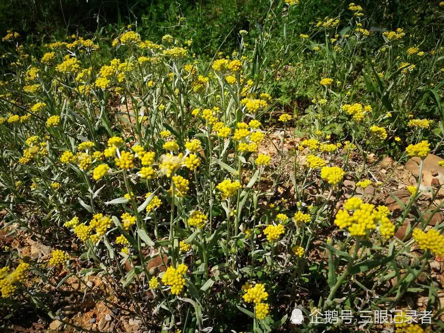 乡村荒野间清明草生长的成片,又有人叫它棉花菜,可做粑粑吃