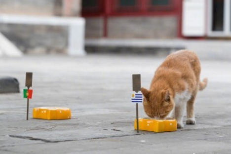 世界杯神预测的宠物!第一堪称神仙,最后一位预